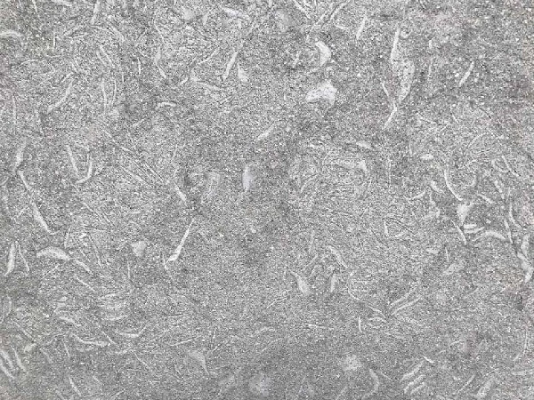 Seagrass Limestone